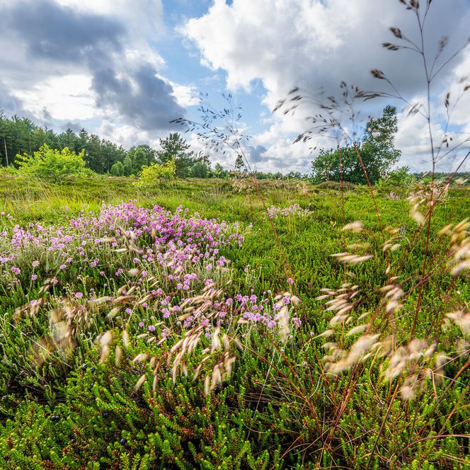 Küstenheide zwischen Duhnen und Sahlenburg