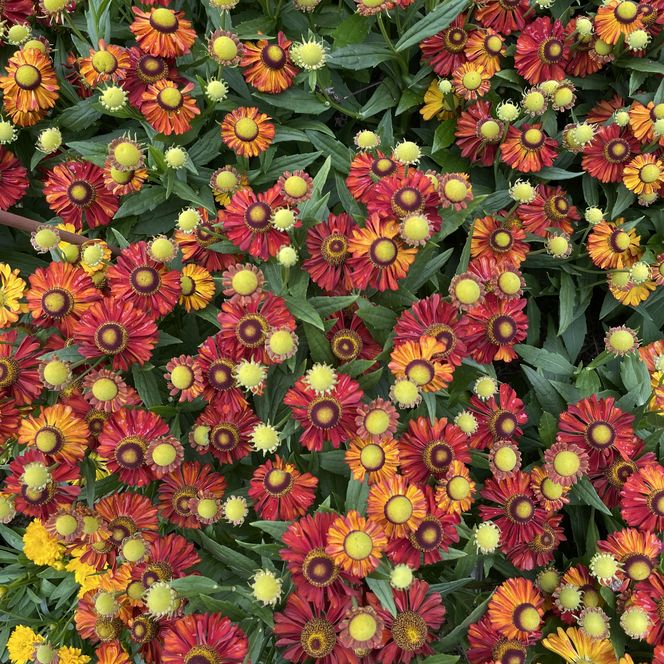 Herbstliche Blumen