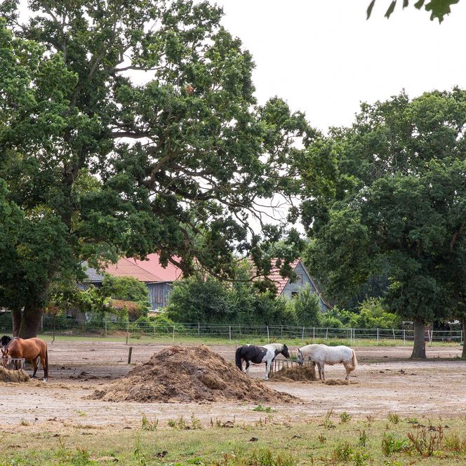 Pferdehof in Holte-Spangen
