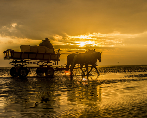 Wattwagenfahrten Cuxhaven