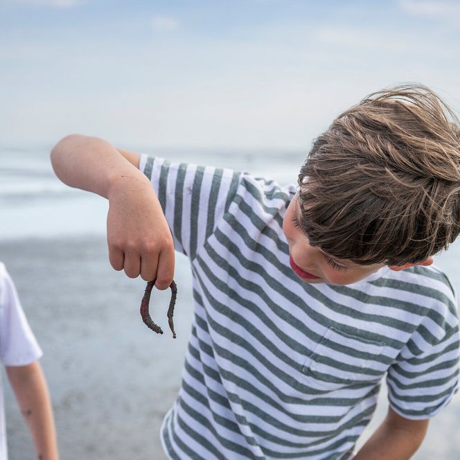 Kleiner Entdecker betrachtet einen lebenden Wattwurm im Wattenmeer