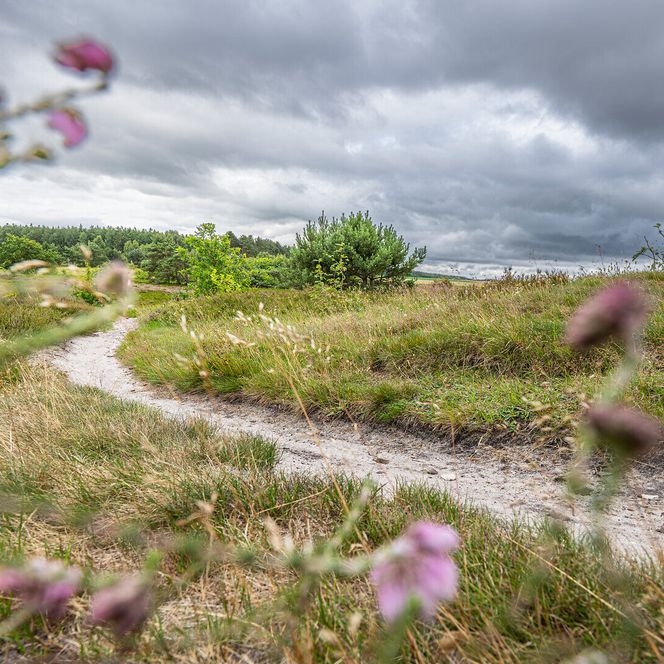 Küstenheide in Cuxhaven im Herbst