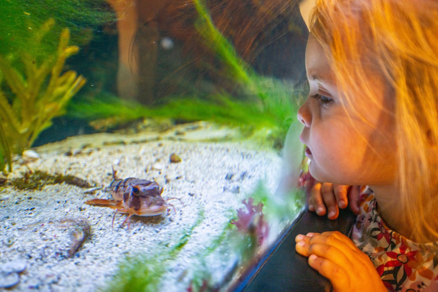Ein kleines Mädchen schaut in ein Aquarium