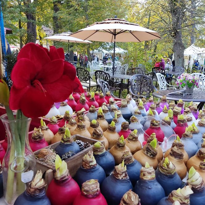 Stand mit bunt gewachsten Amaryllis-Zwiebeln