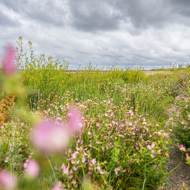 Küstenheide in Cuxhaven im Herbst