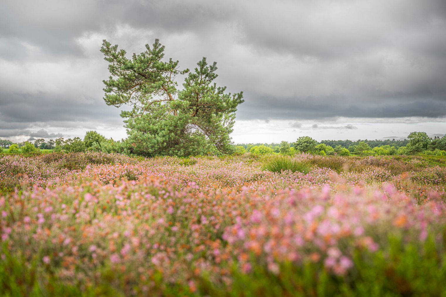 Küstenheide in Altenwalde