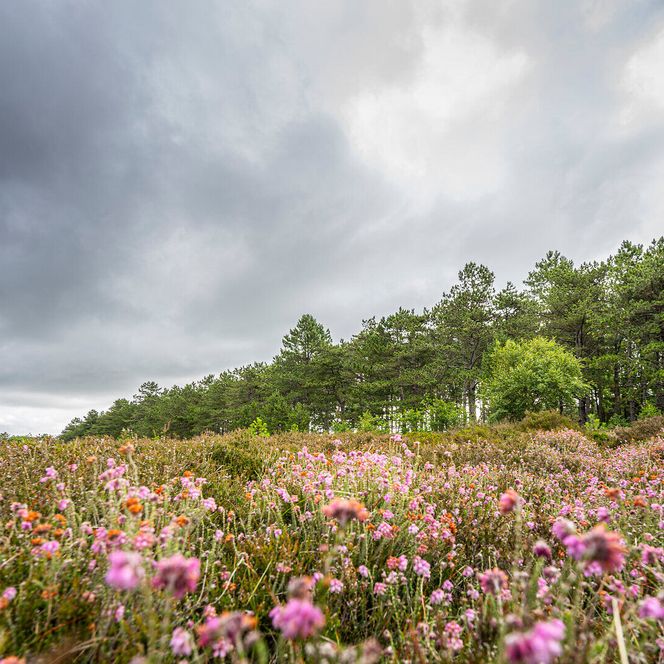 Küstenheide in Cuxhaven im Herbst