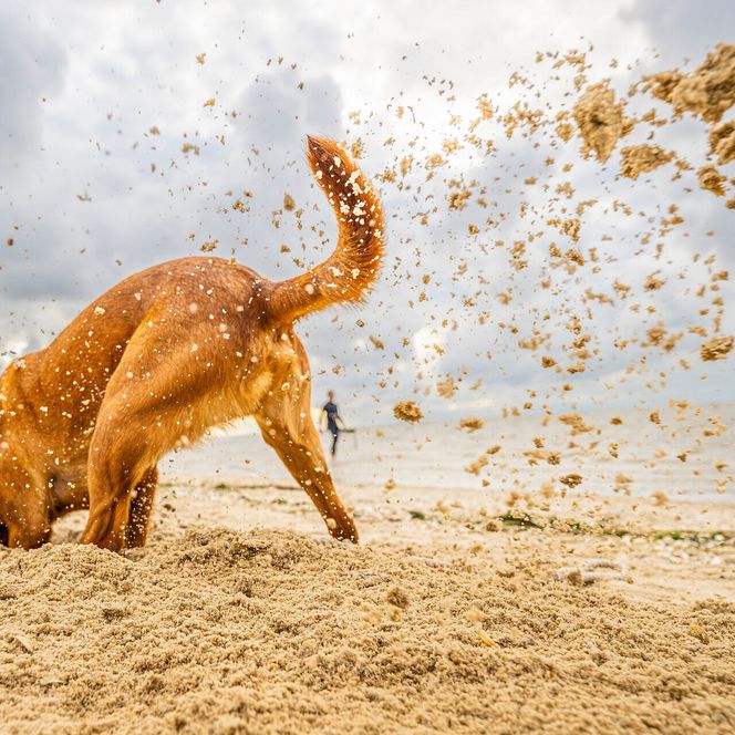 Ein Hund gräbt am Strand in Cuxhaven