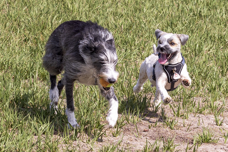 Urlaub mit Hund Cuxhaven