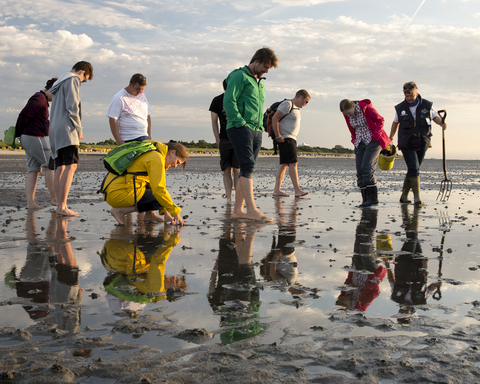 Wattführungen in Cuxhaven